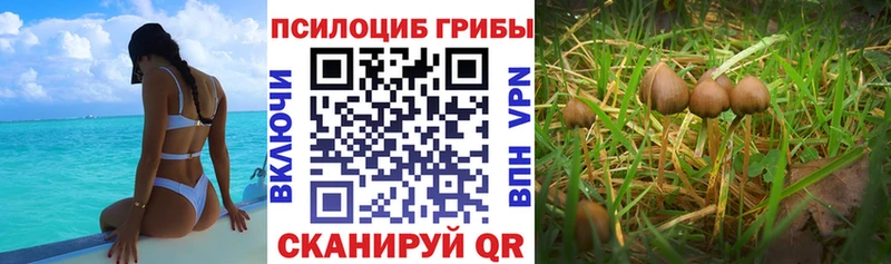 Псилоцибиновые грибы Cubensis Строитель